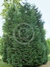 Chamaecyparis lawsoniana Blue Jacket