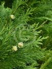Chamaecyparis lawsoniana Erecta