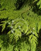 Chamaecyparis lawsoniana Lutea