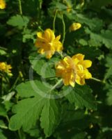 Chelidonium majus Flore Pleno