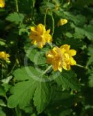 Chelidonium majus Flore Pleno