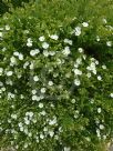 Cistus platysepalus