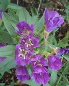 Clarkia purpurea