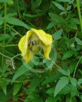 Clematis Bill Mackenzie