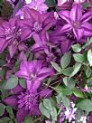 Clematis Cassis