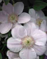 Clematis Chantilly