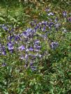 Clematis diversifolia Hendersonii