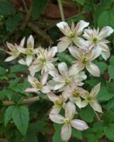 Clematis Marjorie