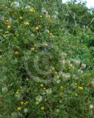 Clematis tibetana vernayi