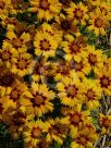 Coreopsis grandiflora Heliot