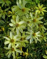 Coreopsis verticillata Moonbeam