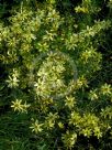 Coreopsis verticillata Moonbeam