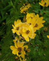 Coreopsis verticillata Old Timer