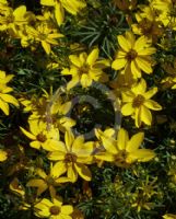 Coreopsis verticillata Zagreb