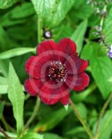 Cosmos atrosanguineus Chocamocha