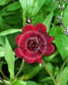 Cosmos atrosanguineus Chocamocha