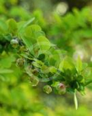 Berberis thunbergii atropurpurea Aurea