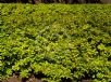 Berberis thunbergii atropurpurea Aurea