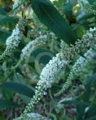 Buddleja Spring Promise