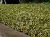 Buxus sempervirens Aureovariegata