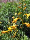 Crocosmia crocosmiiflora George Davison