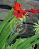 Crocosmia Hellfire