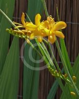 Crocosmia masoniorum Rowallane Yellow