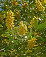 Argyrocytisus battandieri