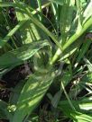 Dactylorhiza praetermissa junialis