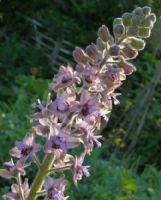 Delphinium requienii