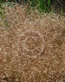 Deschampsia flexuosa Tatra Gold