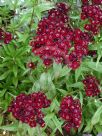 Dianthus barbatus Nigrescens Group