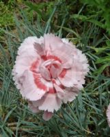 Dianthus Doris