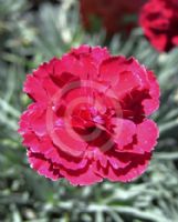 Dianthus Mars