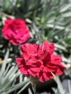 Dianthus Mars