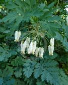 Dicentra formosa oregona