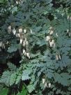 Dicentra formosa oregona