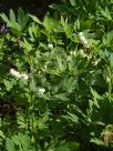 Lamprocapnos spectabilis Alba