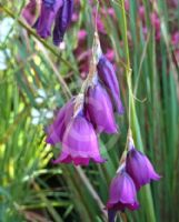 Dierama Merlin