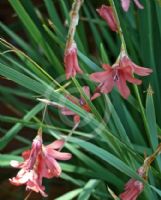 Dierama mossii