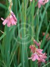 Dierama mossii