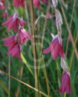 Dierama Plant World Jewels