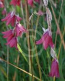 Dierama Plant World Jewels