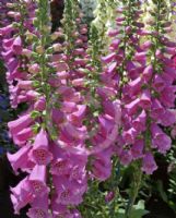 Digitalis Castor Rose