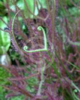 Drosera binata