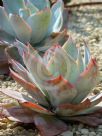 Echeveria cante