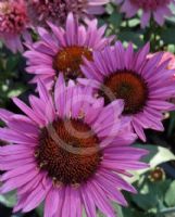 Echinacea purpurea Fatal Attraction