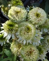 Echinacea purpurea Meringue