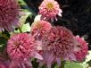 Echinacea purpurea Pink Double Delight