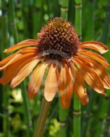 Echinacea Tiki Torch